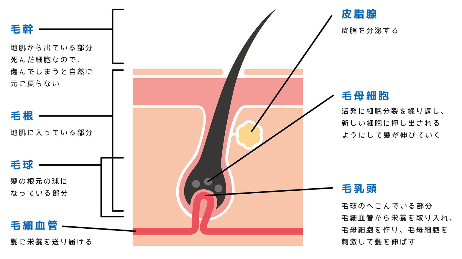 髪の毛の構造