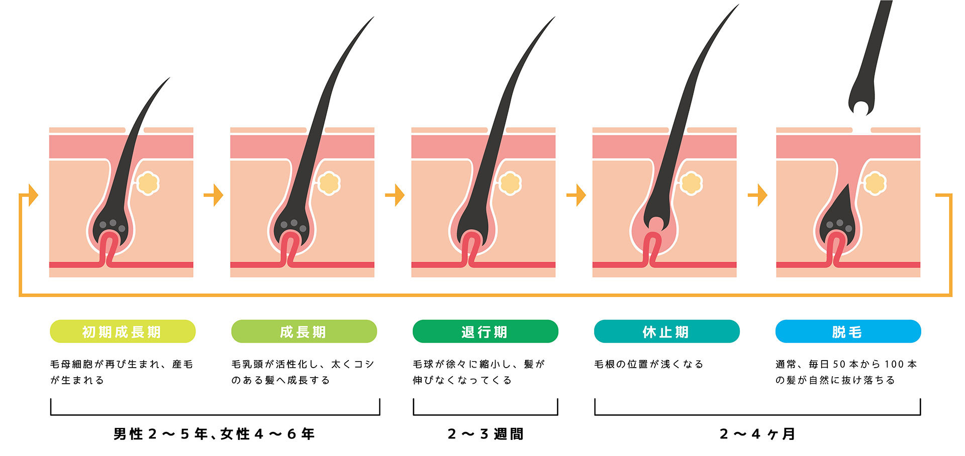 薄毛の予備知識